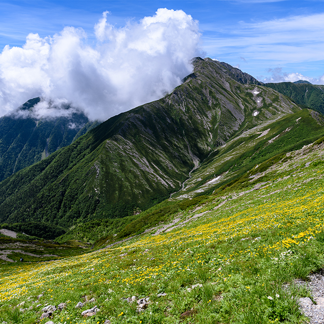 環境・緑化分野